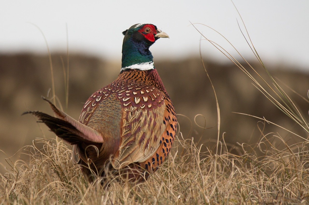 MUCC: Michigan pheasant stamp signed into law