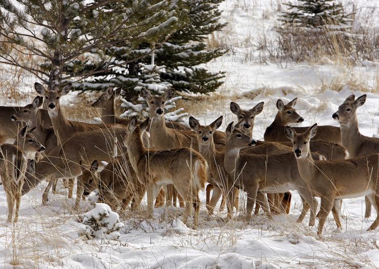 Six deer in southern Michigan test positive for epizootic hemorrhagic disease