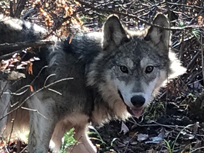Michigan DNR: With federal gray wolf protections restored, two state laws suspended