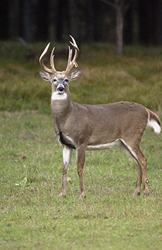 It’s hunting season: Rememer to Register Your Deer Harvest